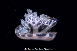 Upside down jelly by Penn De Los Santos 